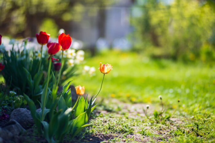 Flowers,Close up,On,A,Sunny,Day,In,Summer.,Beautiful,Natural